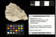Foto (Objekt + Etiketten) von Goniodromites bidentatus (Reuss, 1858) 